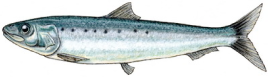 Pacific Sardine (300)_redimensionar.png